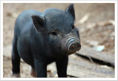 Get this little piggy away...ahhhh....swine flu